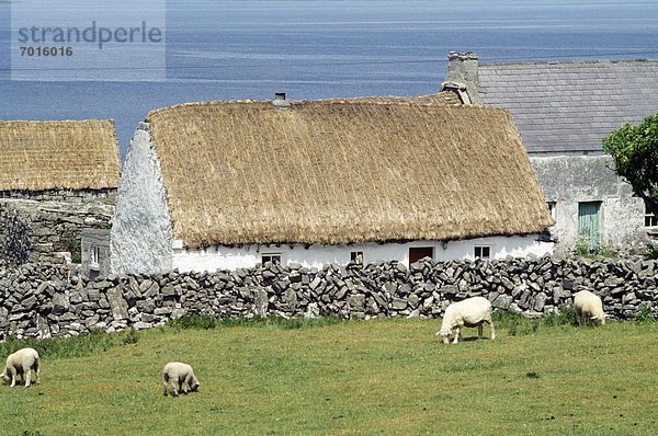 Traditional Thatched Cottages  Aran Islands  Inishmore