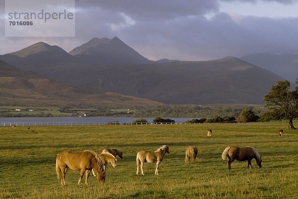 Kerry County  Killarney Nationalpark  Irland
