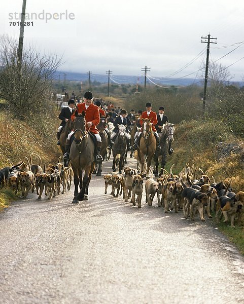 Jagd  County Galway  Fuchs  Galway  Irland