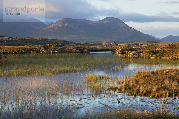 nahe  Sumpf  Clifden