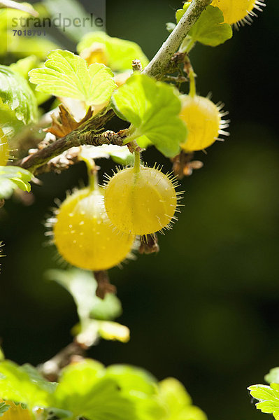 Nahaufnahme von Stachelbeeren am Busch