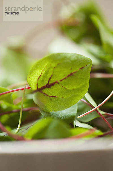 Nahaufnahme von Schüssel mit Mangold Blatt