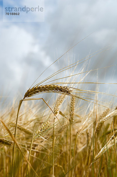 Nahaufnahme von Weizenhalmen in hohem Gras