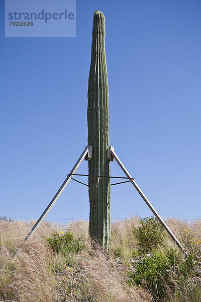 Unterstützung  Saguaro  Kaktus
