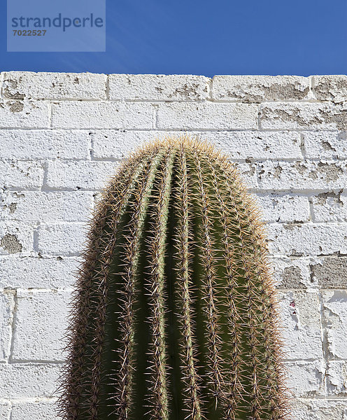 Gebäude  frontal  Kaktus
