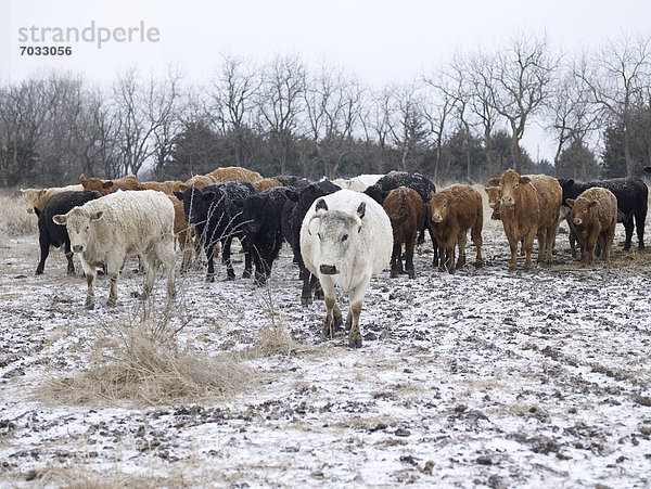 Winter  Herde  Herdentier  Rind