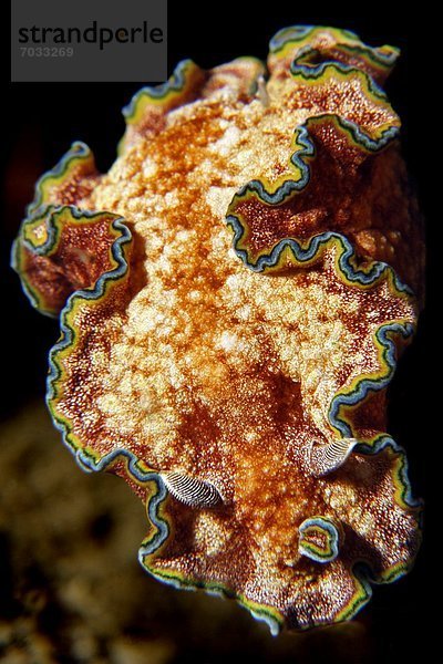 Prachtsternschnecke Glossodoris cincta  Pemuteran  Bali  Indonesien  Pazifik  Unterwasseraufnahme