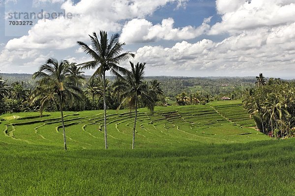 Grünes Reisfeld auf dem Festland von Bali  Indonesien