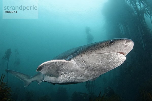 Breitnasen-Siebenkiemerhai (Notorynchus cepedianus)  bei Simons Town  Kapstadt  Südafrika  Atlantik  Unterwasseraufnahme