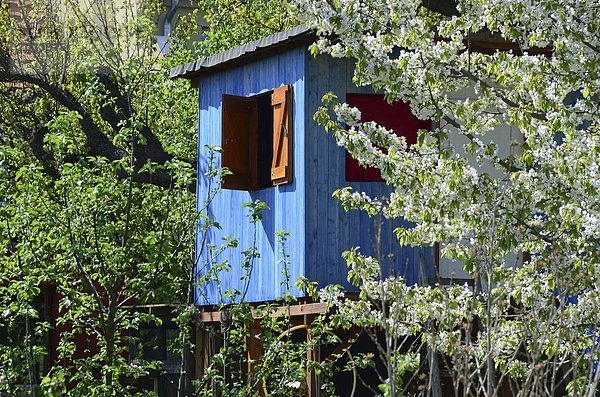 Baumhaus blühen Baum Kirsche