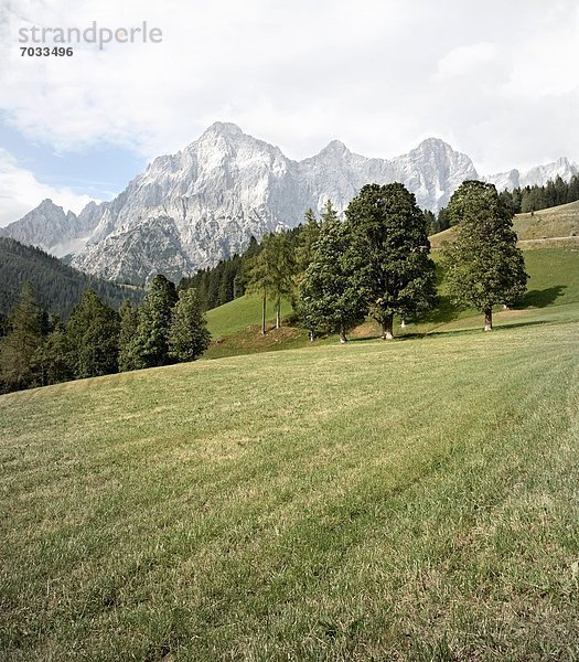 Dachsteingruppe mit Wiese und Bäumen im Vordergrund  Steiermark  Österreich