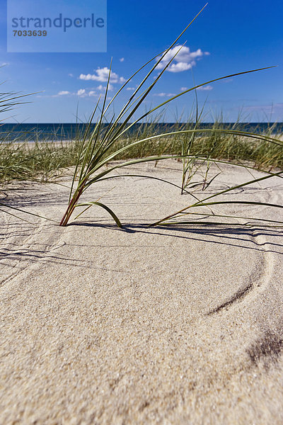 Dünengras am Strand  Sylt  Schleswig-Holstein  Deutschland