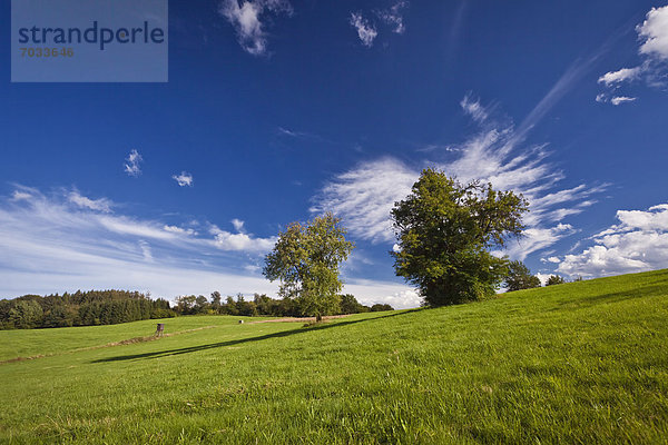 Landschaft mit Weide und Baum  Bergisches Land  Deutschland