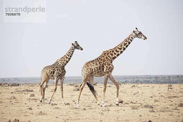 Masai Mara National Reserve  Afrika  Kenia