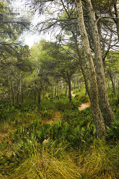 Mediterraner Wald an der Cala Agulla  Mallorca  Spanien  Europa
