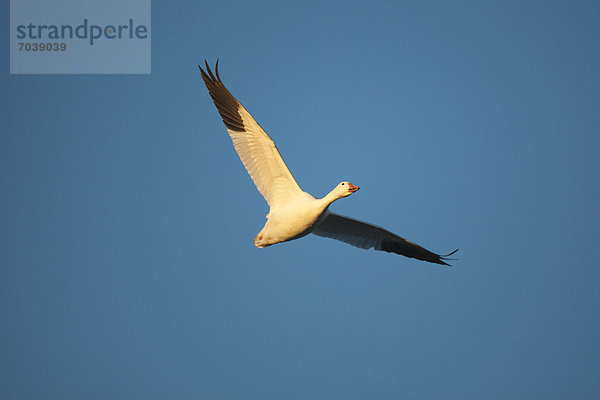 Schneegans (Chen caerulescens)  Altvogel im Flug  Bosque del Apache National Wildlife Refuge  New Mexico  USA