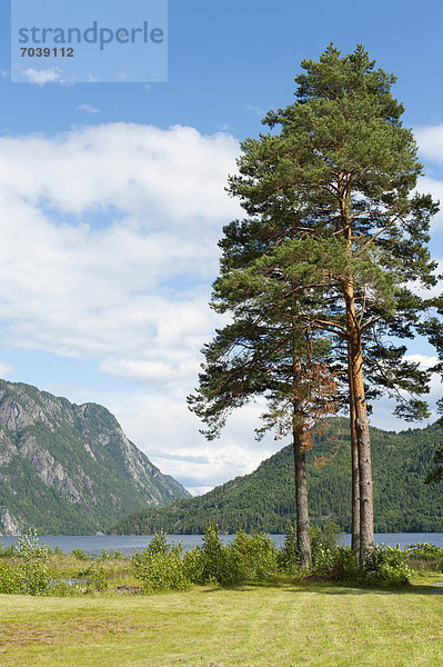 Alte Kiefern (Pinus sylvestris)  See Bandak  Dalen  Telemark  Norwegen  Skandinavien  Nordeuropa  Europa