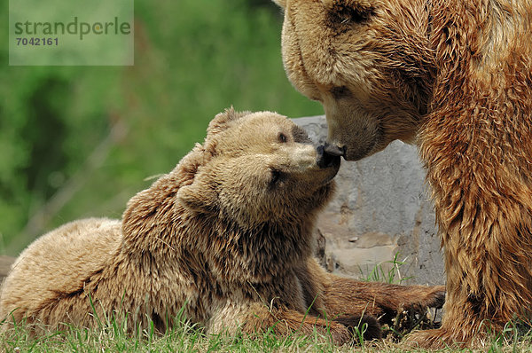 Grizzly oder Grizzlybär (Ursus arctos horribilis)  Paar  Wyoming  USA