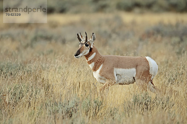Gabelbock  Gabelhornantilope oder Pronghorn-Antilope (Antilocapra americana)  Weibchen  Yellowstone Nationalpark  Wyoming  USA
