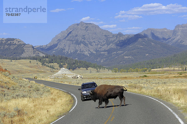 Bison (Bison bison)  Bulle überquert Straße vor einem Auto  Yellowstone Nationalpark  Wyoming  USA