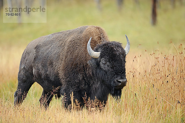 Bison (Bison bison)  Bulle  Yellowstone Nationalpark  Wyoming  USA