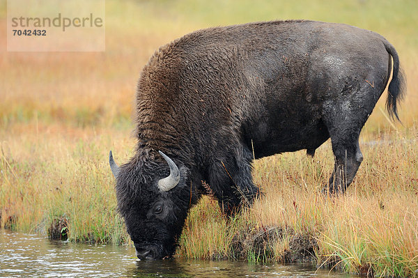 Bison (Bison bison)  Bulle trinkend  Yellowstone Nationalpark  Wyoming  USA