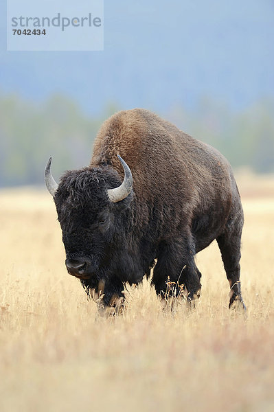 Bison (Bison bison)  Yellowstone Nationalpark  Wyoming  USA