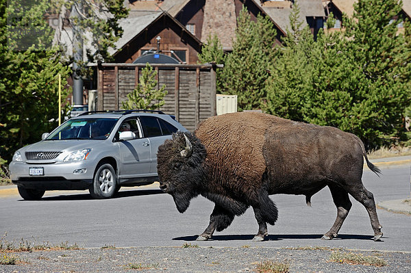 Bison (Bison bison)  Bulle überquert einen Parkplatz  Yellowstone Nationalpark  Wyoming  USA