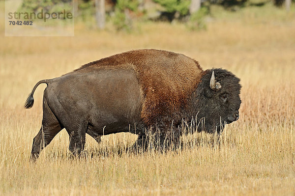 Bison (Bison bison)  Bulle  Yellowstone Nationalpark  Wyoming  USA