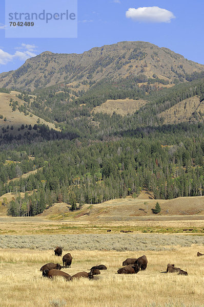 Bison (Bison bison)  Herde im Yellowstone Nationalpark  Wyoming  USA
