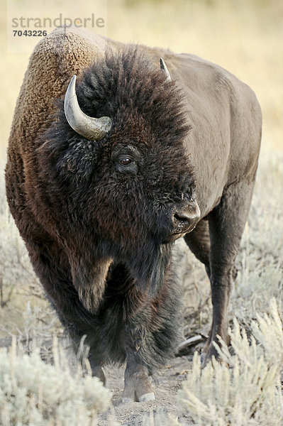 Bison (Bison bison)  Yellowstone Nationalpark  Wyoming  USA
