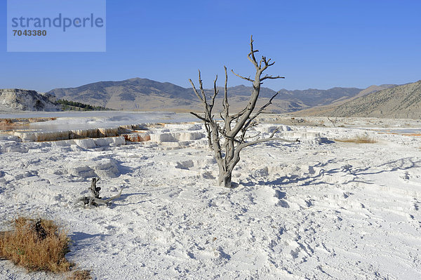 Vereinigte Staaten von Amerika USA Wärme Veranda Travertin Yellowstone Nationalpark Sinter Wyoming