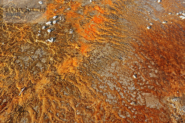 Algen und Bakterien-Matten und Mineralablagerungen an heißer Quelle im Upper Geyser Basin  Yellowstone Nationalpark  Wyoming  USA