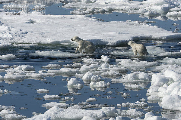 Zwei Eisbären oder Polarbären (Ursus maritimus)  Bärenjunge auf Packeis  Svalbard-Archipel  Spitzbergen  Barentssee  Norwegen