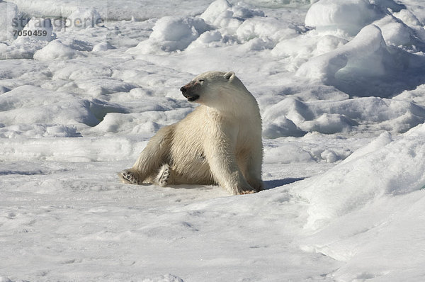 Eisbär oder Polarbär (Ursus maritimus)  Weibchen  beim Dehnen nach dem Erlegen der Beute  Svalbard-Archipel  Spitzbergen  Barentssee  Norwegen