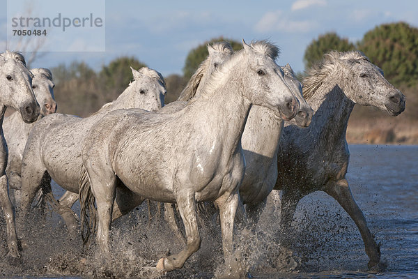 Camargue-Pferde beim Trab im Wasser  Bouches du RhÙne  Frankreich  Europa