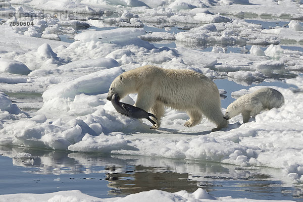 Eisbär oder Polarbär (Ursus maritimus)  Weibchen zieht eine erbeutete Ringelrobbe (Pusa hispida oder phoca hispida) über Eisscholle  mit einem Jungtier  Svalbard-Archipel  Spitzbergen  Barentssee  Norwegen  Europa