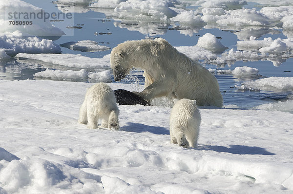 Eisbär oder Polarbär (Ursus maritimus)  Weibchen auf Jagd nach Ringelrobben (Pusa hispida oder phoca hispida)  mit zwei Jungtieren  Svalbard-Archipel  Spitzbergen  Barentssee  Norwegen  Europa