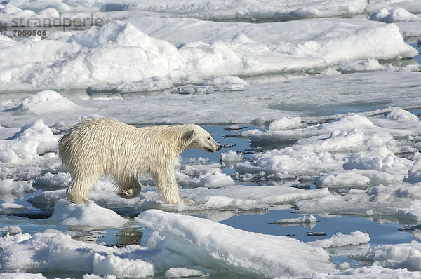 Eisbär oder Polarbär (Ursus maritimus)  Weibchen auf dem Packeis  Svalbard-Archipel  Spitzbergen  Barentssee  Norwegen  Europa