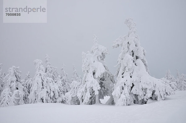 Verschneite Fichten auf dem Brocken im Nebel  Harz  Sachsen-Anhalt  Deutschland  Europa