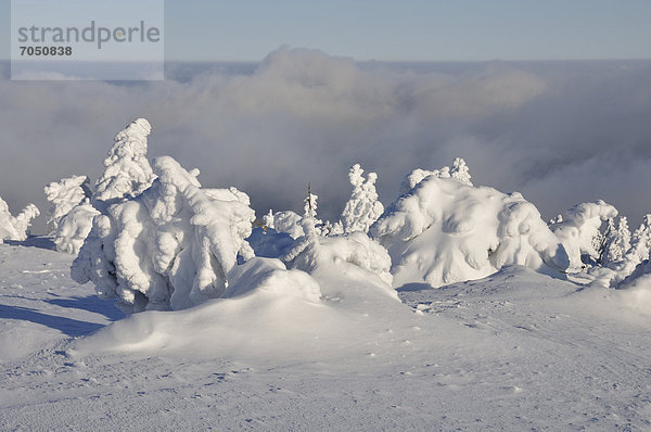 Verschneite Fichten auf dem Brocken und Nebelwolken  Harz  Sachsen-Anhalt  Deutschland  Europa