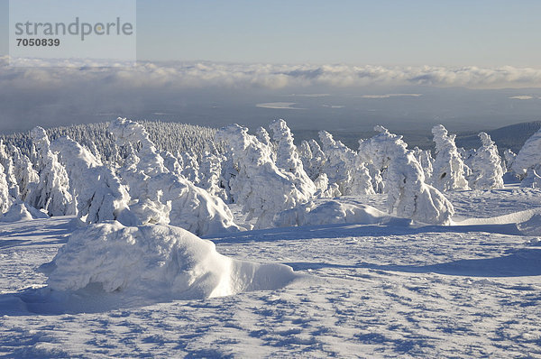 Verschneite Fichten auf dem Brocken  Harz  Sachsen-Anhalt  Deutschland  Europa