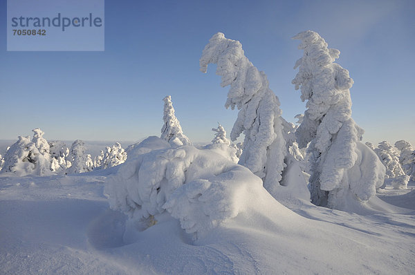 Verschneite Fichten auf dem Brocken  Harz  Sachsen-Anhalt  Deutschland  Europa