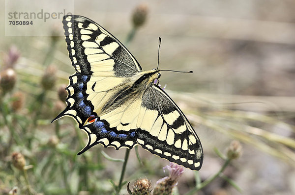 Schwalbenschwanz (Papilio machaon)  am Rana  Tschechien  Europa