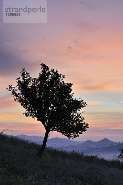 Obstbaum im Sonnenaufgang  am Rana  Tschechien  Europa