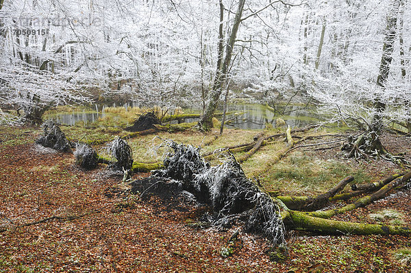 Verschneite Bäume in einem Moor im Nationalpark Jasmund  Rügen  Mecklenburg-Vorpommern  Deutschland  Europa