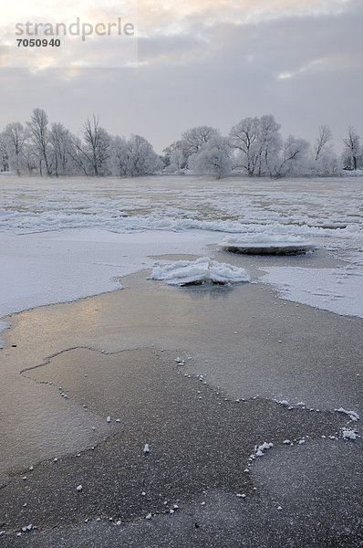 Schnee und Eis auf der Elbe  kalter Wintermorgen  bei Dessau-Roßlau  Sachsen-Anhalt  Deutschland  Europa