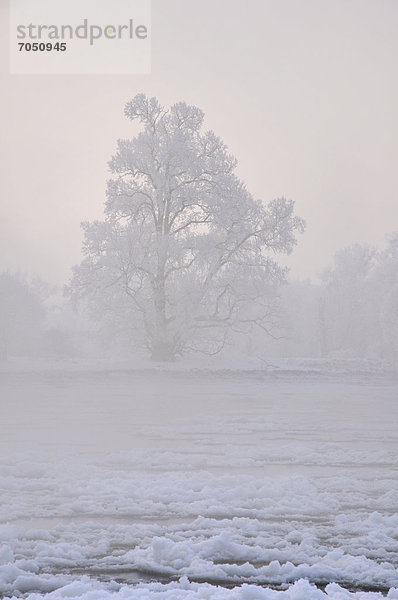 Baum mit Raureif an der Elbe  kalter Wintermorgen  bei Dessau-Roßlau  Sachsen-Anhalt  Deutschland  Europa