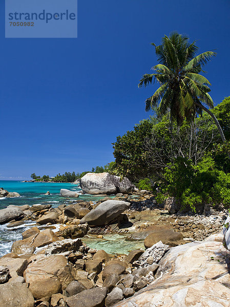 Küste mit Granitfelsen und Kokospalmen (Cocos nucifera)  an der Nordspitze der Insel Mahe  Seychellen  Afrika  Indischer Ozean