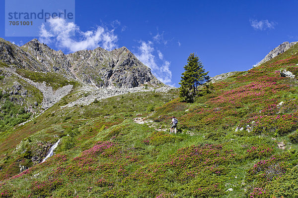 Wanderer beim Aufstieg zum Ultner Hochwart im Ultental  hinten die Mandelspitze  Ulten im Frühling  Südtirol  Italien  Europa